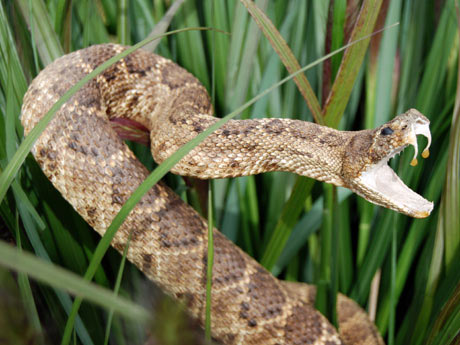 20090623004824-serpiente.jpg
